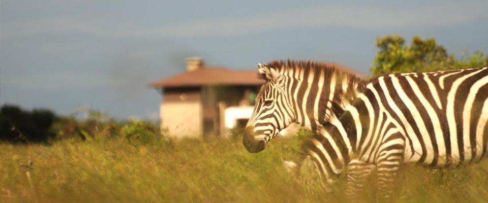 נאניוקי Ol Pejeta Holiday Villas מראה חיצוני תמונה