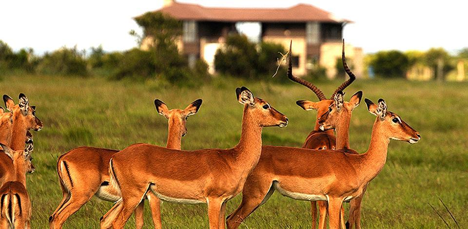 נאניוקי Ol Pejeta Holiday Villas מראה חיצוני תמונה